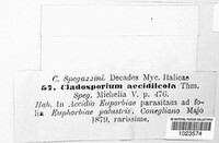 Image of Cladosporium acaciicola